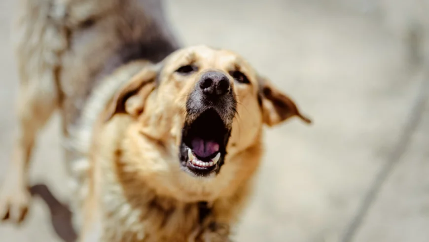 Incident grav în Cluj: un tânăr a fost atacat de doi câini agresivi în timp ce își plimba animalul de companie