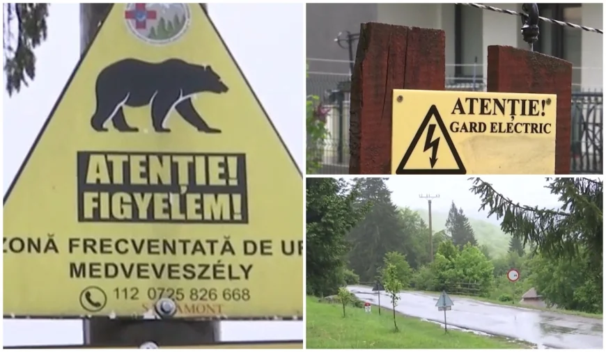 Măsurile luate de autorităţile din trei judeţe împotriva urşilor. Investiţii de aproape 2,6 milioane de lei