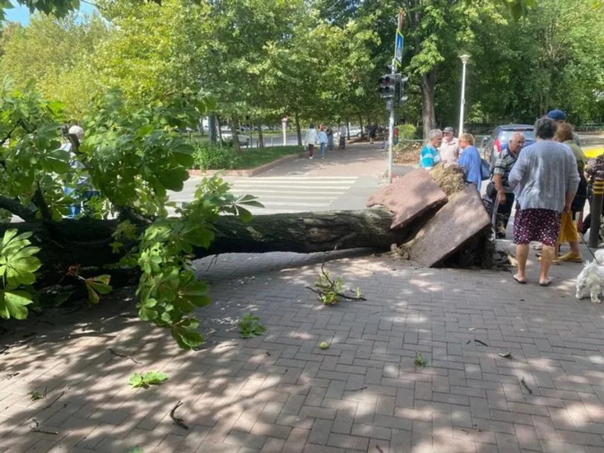 Un copac a căzut pe două mașini în Capitală. Traficul este oprit