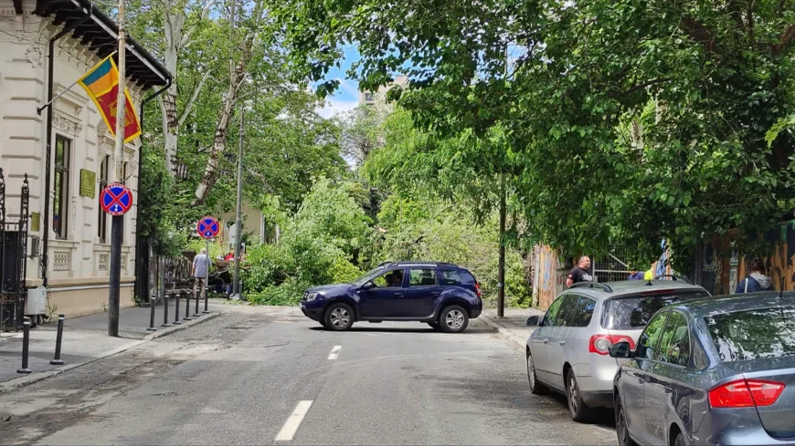 Un copac a căzut pe o stradă din centrul Bucureștiului: două mașini avariate. Circulația în zonă este blocată
