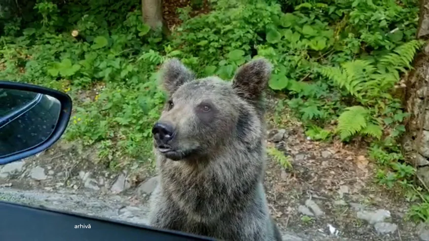 Turist polonez, atacat de urs pe Transfăgărășan. Bărbatul de 70 de ani a încercat să hrănească animalul sălbatic