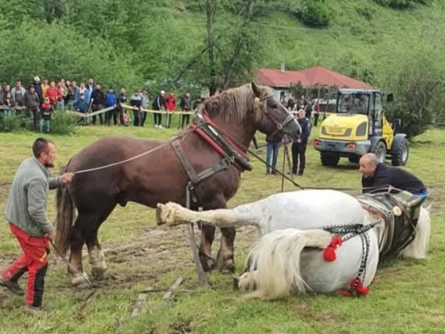 „L-au mai forțat 10 minute să tragă bușteanul”. Ce spune un martor despre moartea calului campion de la Cormaia