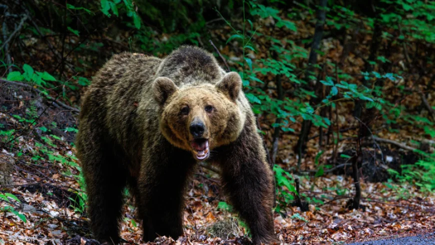 O femeie a fost mușcată de urs pe Transfăgărăşan. A fost emis mesaj RO-Alert
