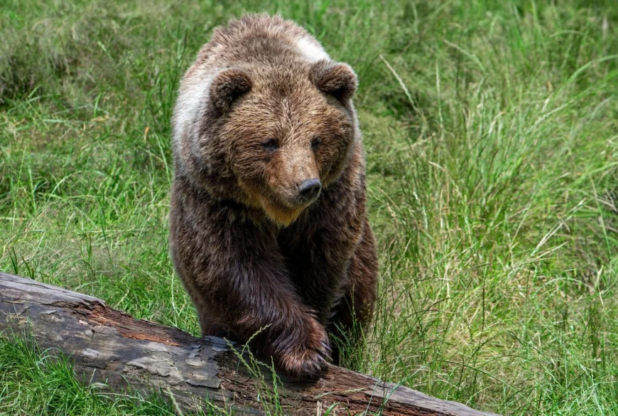 Slovacia a aprobat vânzarea cărnii de urs brun către public