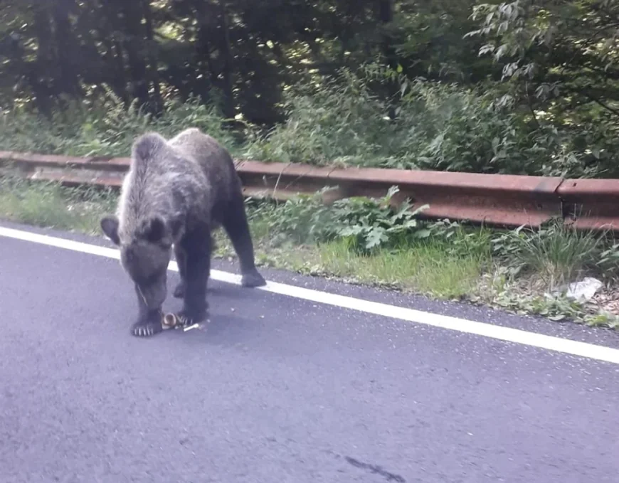 O femeie a fost mușcată de urs pe Transfăgărășan