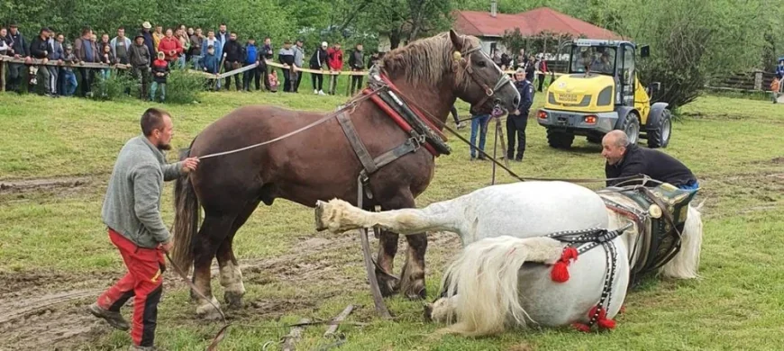 Ancheta în cazul calului mort la festivalul de la Cormaia a fost preluată de Parchet: Cercetări pentru uciderea animalelor şi pentru schingiuire