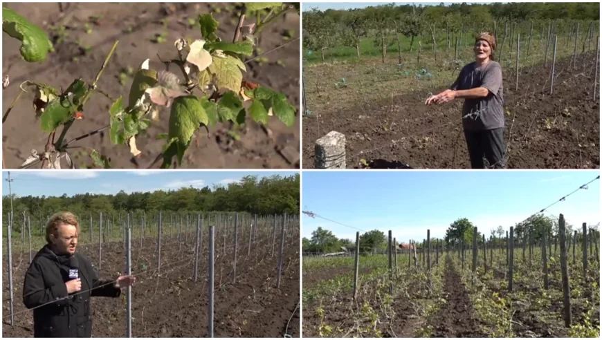 Culturile viticole, distruse de grindină. Cum arată plantațiile de viță de vie după ploaia cu gheață care a lovit sudul României