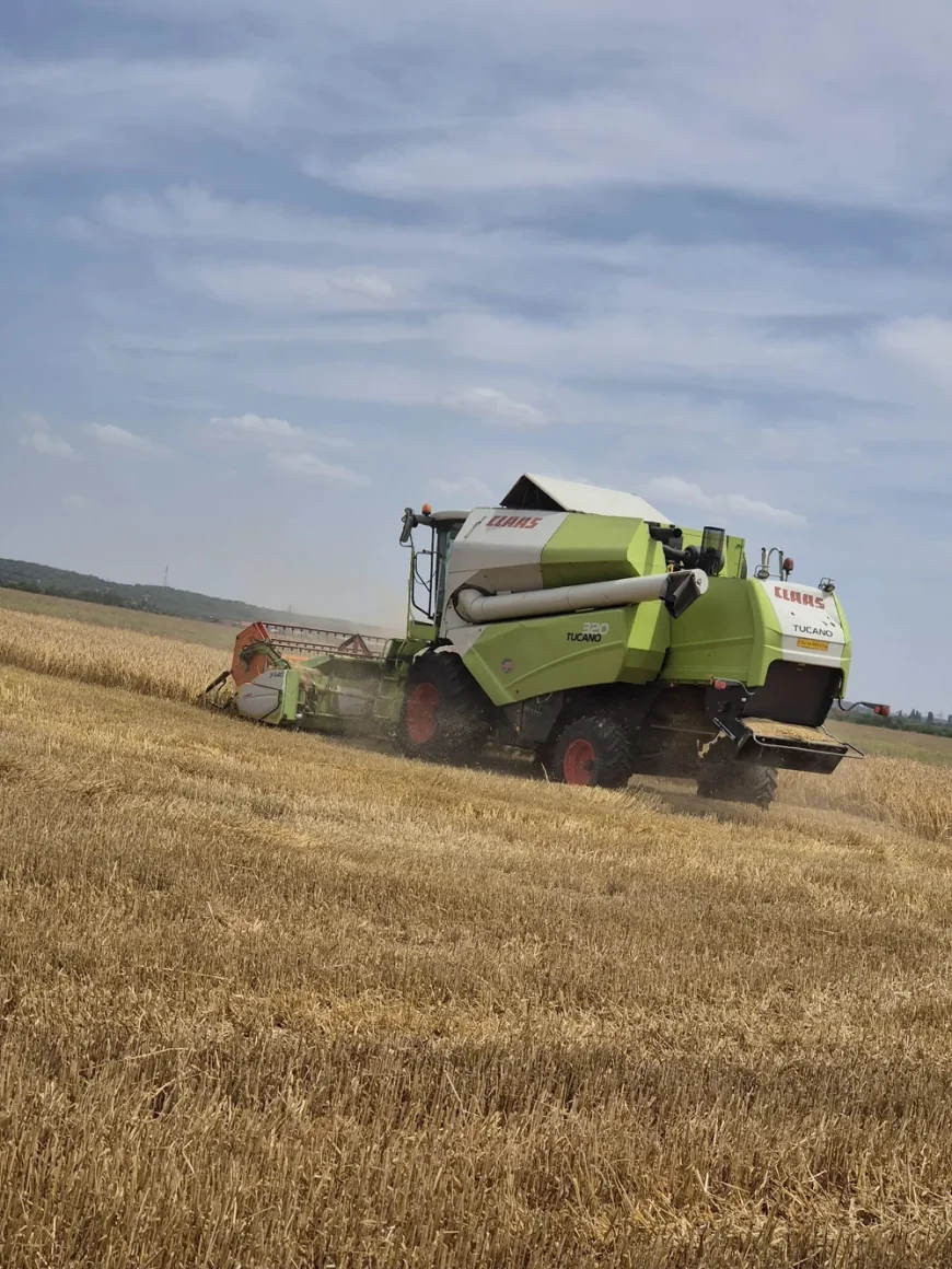 De la secetă pedologică la speranțe pentru cel mai bun an agricol de multă vreme încoace. „E câmpul vesel tot”