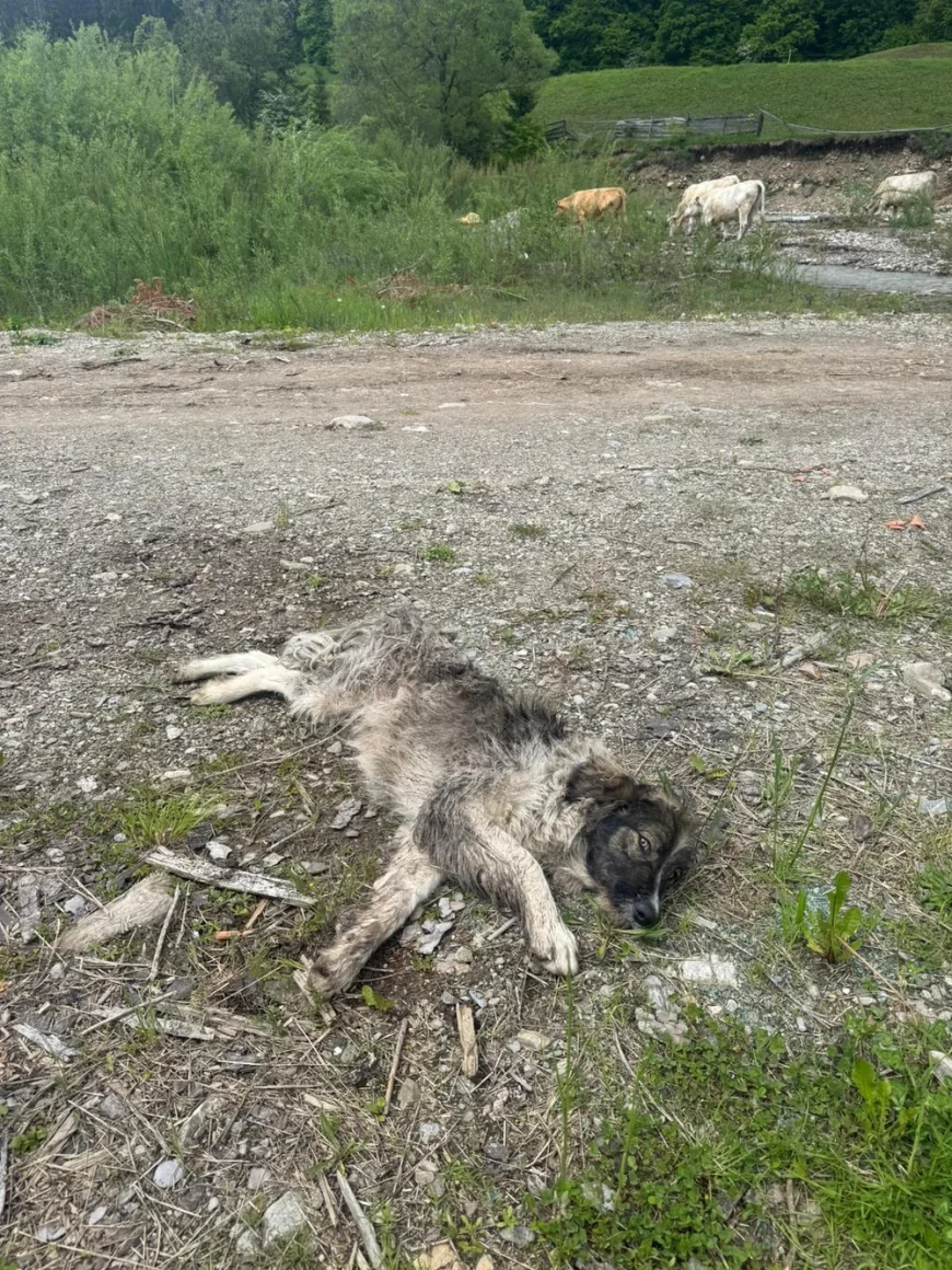 Cruzime greu de imaginat din partea unei femei. A legat un câine de maşină şi l-a târât pe stradă