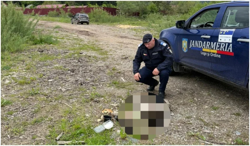 "Un monstru cu chip de om". Femeie de 64 de ani, arestată după ce a târât un câţel legat de mașină, în Suceava