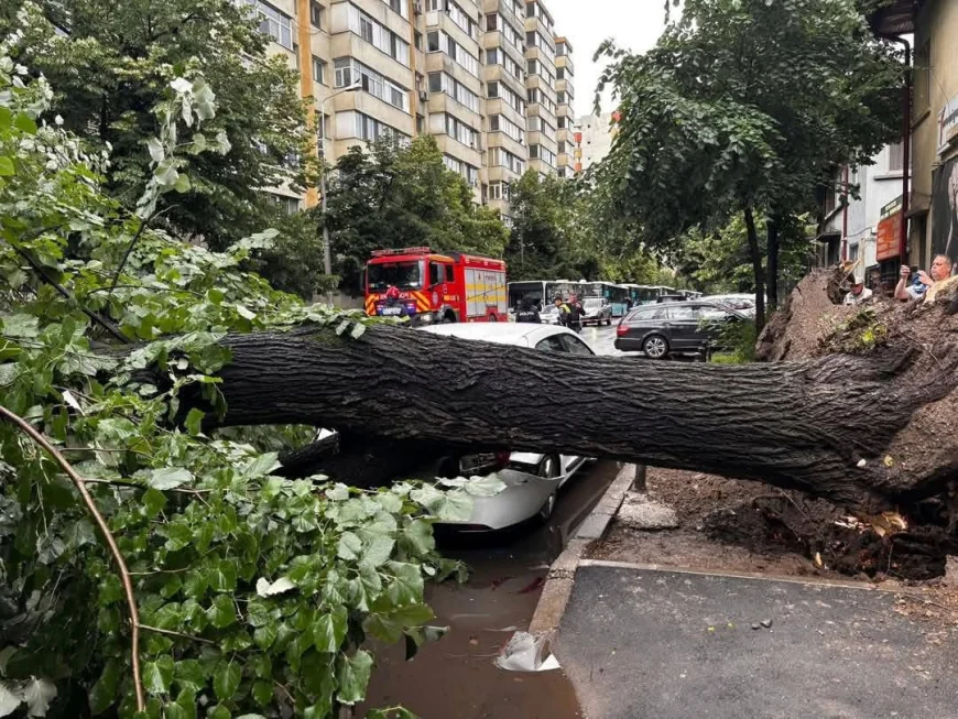 Primarul Sectorului 2 critică Primăria Generală, după căderea unui copac pe o mașină în București: „Mă revoltă!”