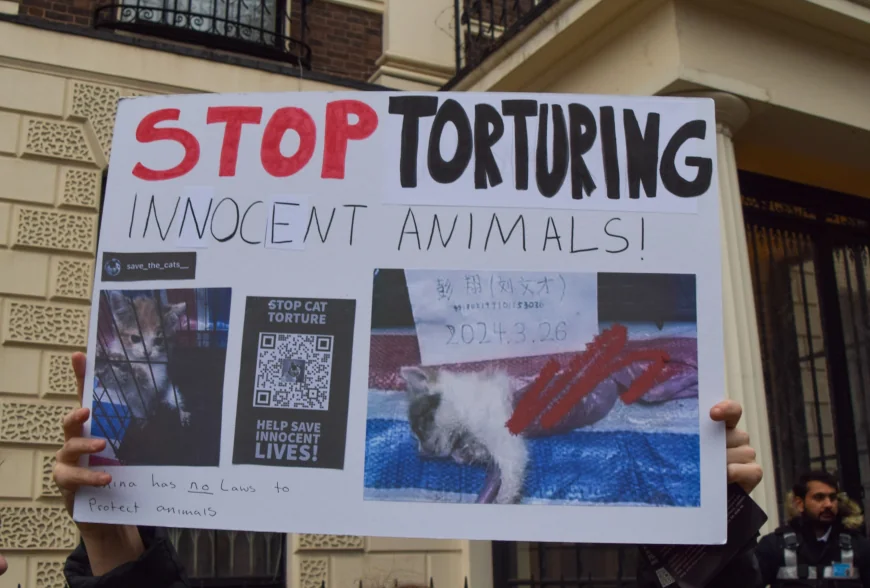 Subcultura bolnavă a torționarilor de pisici. Războiul secret dintre iubitorii de feline și cei care fac bani din „zoosadism”