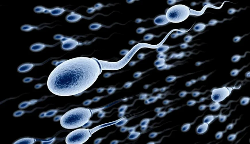 Un parazit care se găsește în excrementele pisicilor „decapitează” spermatozoizii umani