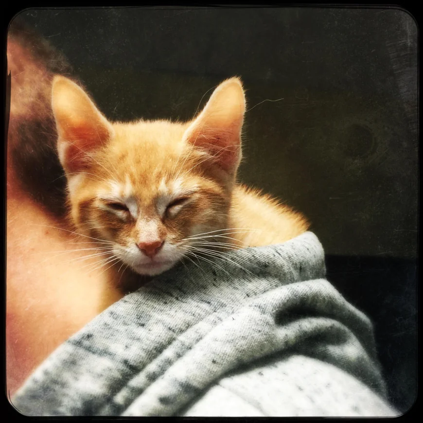 Pisicile, domesticite mult mai târziu decât s-a crezut. Primele feline erau mâncate, iar blana lor folosită drept veșmânt