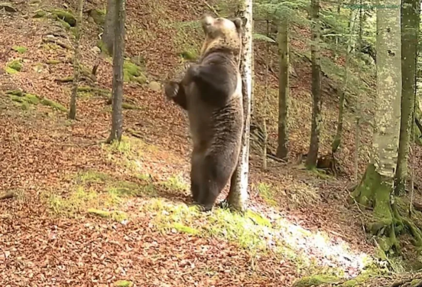 Imagini amuzante cu un urs care îl imită pe Baloo și se scarpină de un copac. Spectacol în fața camerelor video ale Romsilva