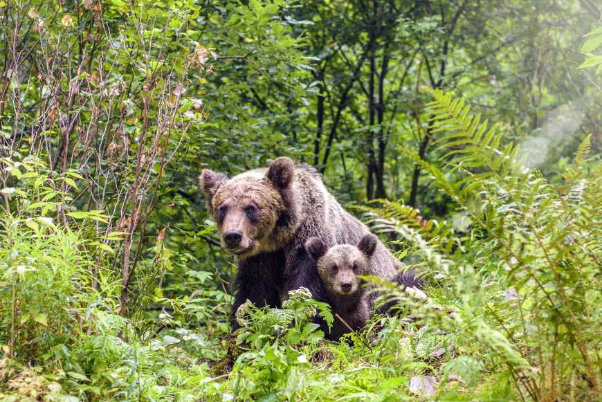 O ursoaică și doi pui au fost văzuți pe o stradă din Bușteni. Localnicii, avertizați prin RO-ALERT