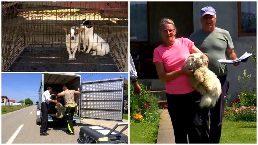 Măsura luată în Gorj pentru a salva oamenii de câinii fără stăpân. "E plin. Era să mă muşte doi într-o zi"