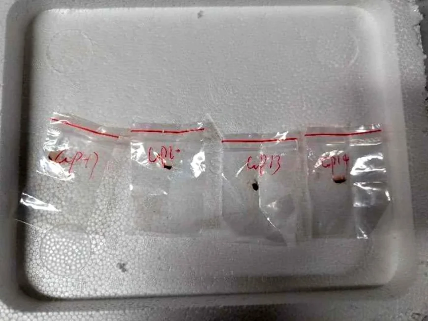 Ciupercă cu potențial de „armă agroteroristă”, introdusă ilegal în SUA de cercetători chinezi. Provoacă vărsături, leziuni hepatice și defecte de reproducere
