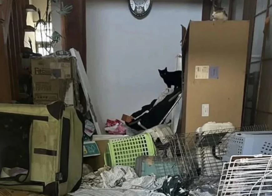 O sută de pisici au fost găsite moarte în locuinţa unei voluntare de la o asociaţie de protecţie a animalelor