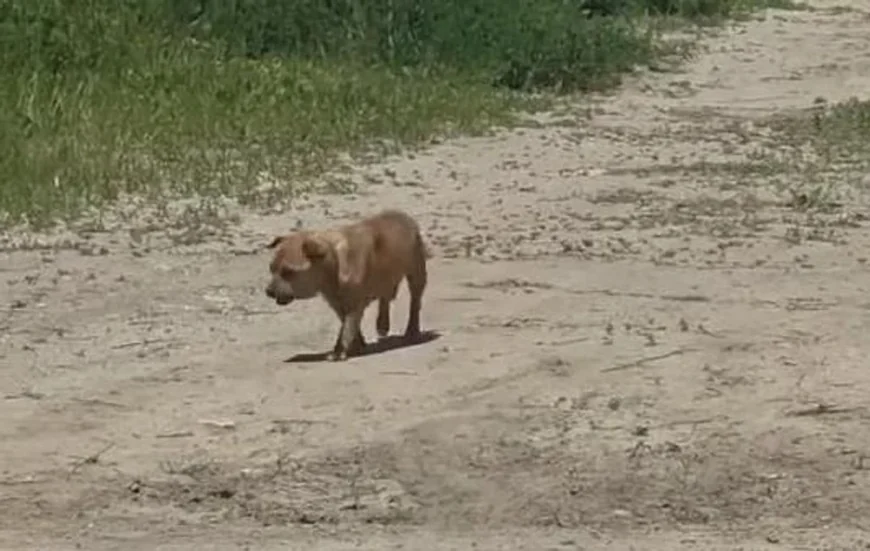 Amendă record pentru un bărbat care a abandonat un câine în staţiunea Mamaia