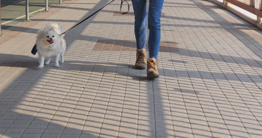 Mai multe oraşe din Iran interzic plimbarea câinilor: "O ameninţare la adresa sănătăţii publice şi păcii"