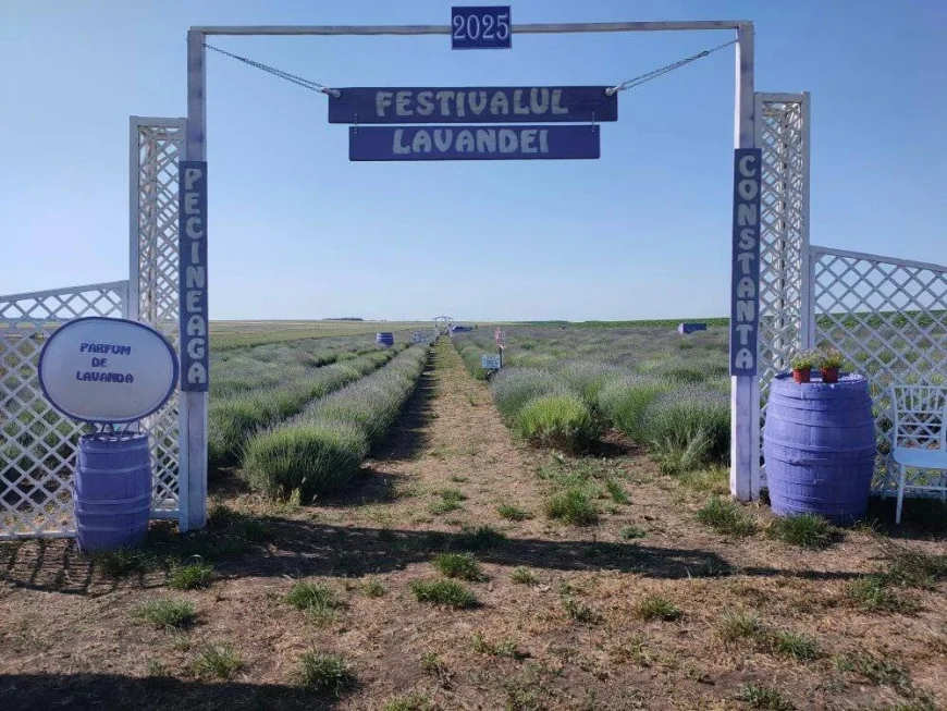 Festivalul Lavandei Pecineaga: o evadare perfectă în inima naturii