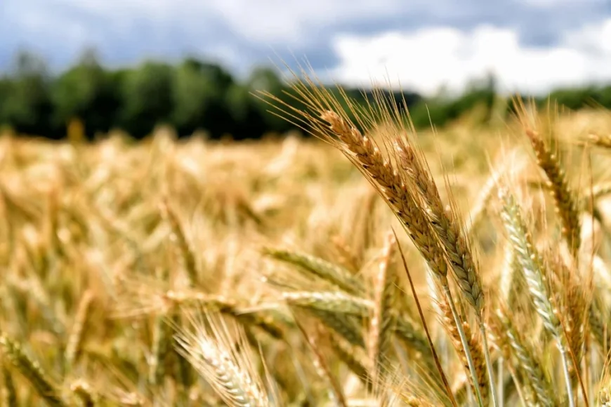 România ar putea avea o recoltă record de grâu. Cea mai mare producție din ultimele trei decenii, așteptată în sezonul agricol 2025-2026
