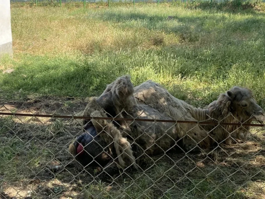 O cămilă aflată în „agonie” stârnește indignare, la Grădina Zoologică din Bârlad. Un ONG a sesizat autoritățile