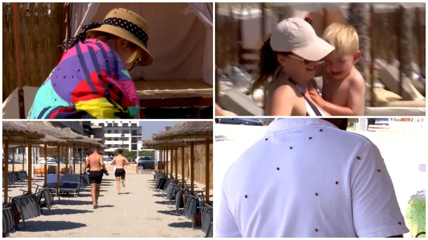 Explicaţia specialiştilor pentru invazia de buburuze de pe litoral. Turiştii, puşi pe fugă de insecte