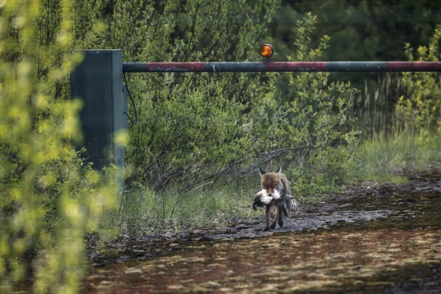 Sub spectrul unui război cu Rusia, Finlanda întărește frontiera nordică a NATO. Ce înseamnă asta pentru oamenii care locuiesc acolo