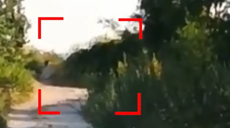 Stare de urgență în Bulgaria. Autoritățile caută o panteră neagră, filmată lângă granița cu România