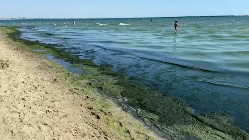 Invazie pe alge pe unele dintre cele mai populare plaje de pe litoral. Turiştii sunt revoltaţi