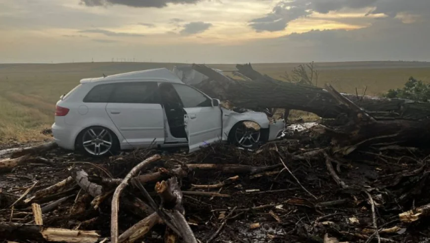 Un copac doborât de vânt a căzut peste o maşină în care se aflau două femei şi doi copii, în Teleorman