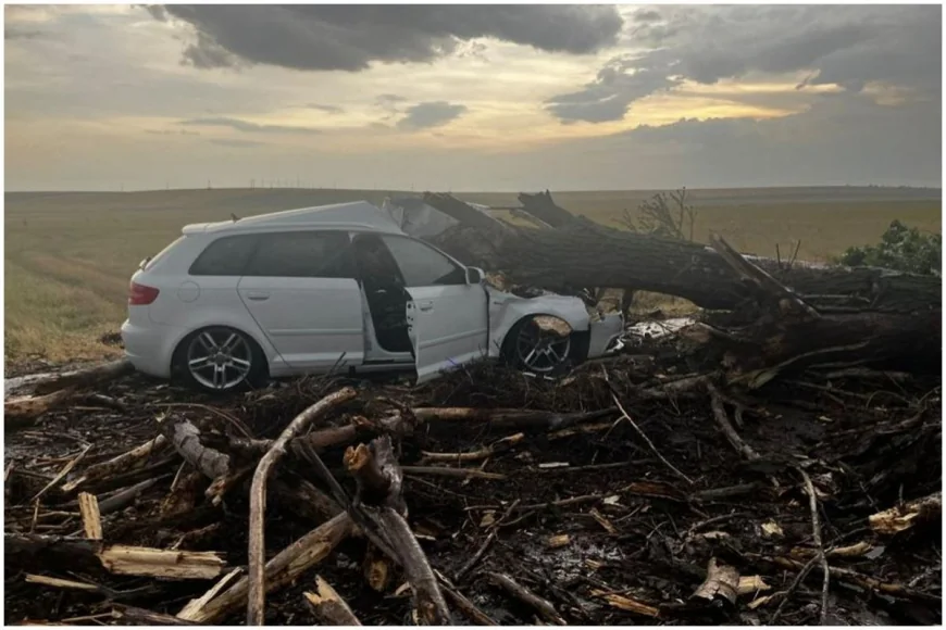 Un copac doborât de vânt a căzut peste o mașină în care erau doi copii și două femei, în Teleorman