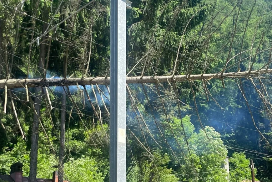 Copac căzut peste linia de contact a CFR între Sinaia și Bușteni. Trenurile au întârzieri de până la 205 minute