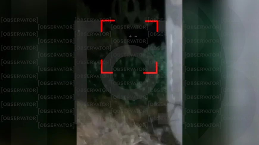 Jandarmii din Teleorman, pe urmele panterei fugite din Bulgaria. Doi localnici ar fi văzut-o în grădină