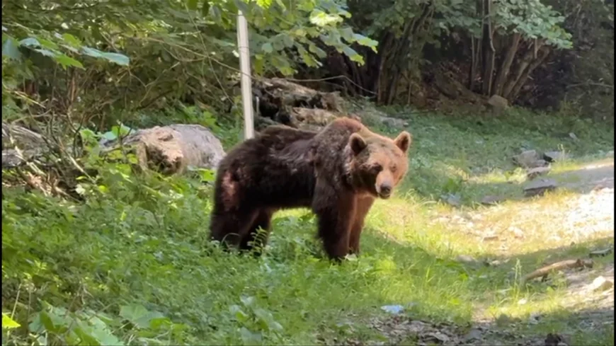 Ultimele momente din viața motociclistului ucis de urs pe Transfăgărășan. Animalul a fost împușcat