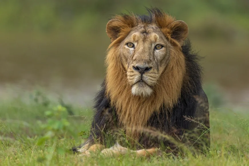 Un leu domesticit a atacat o femeie şi doi copii pe stradă într-un oraş din Pakistan