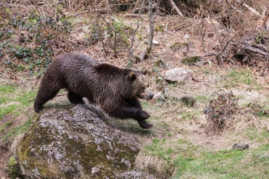 Mesaj Ro-Alert după apariţia unui urs în zona cascadei Duruitoarea din Ceahlău