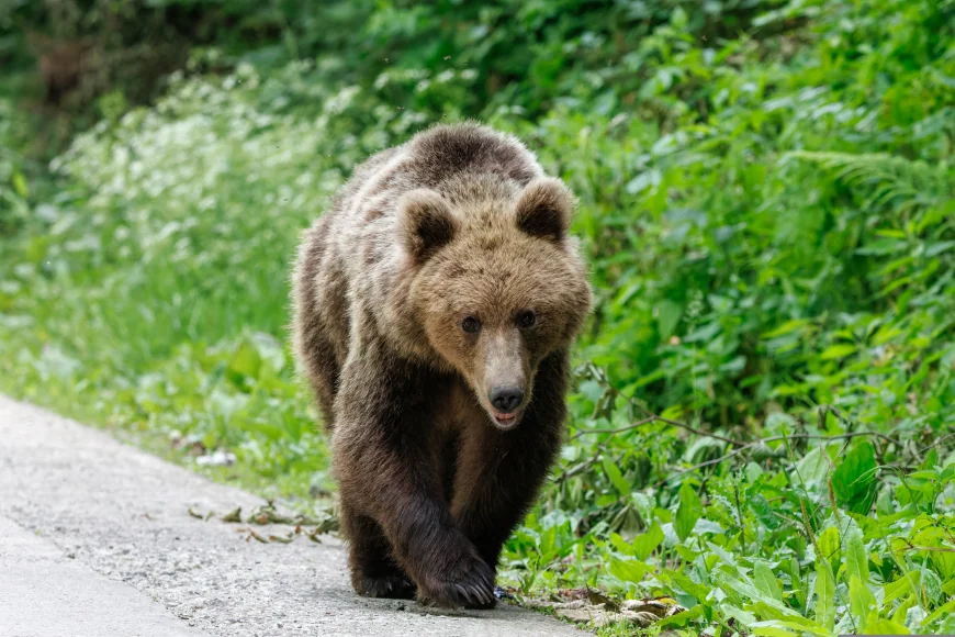 Un urs a fost observat în zona Cascadei Duruitoarea din masivul Ceahlău. Turiștii, avertizați prin mesaj RO-ALERT