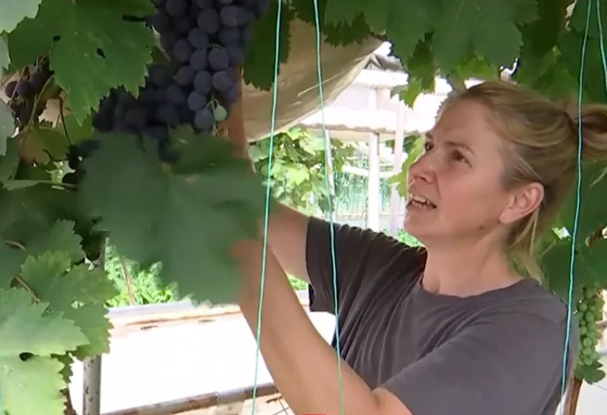 Mihaela a investit 10.000 de euro, iar acum vinde kilogramul cu 18 lei. Recolta, gata cu 3 luni mai repede