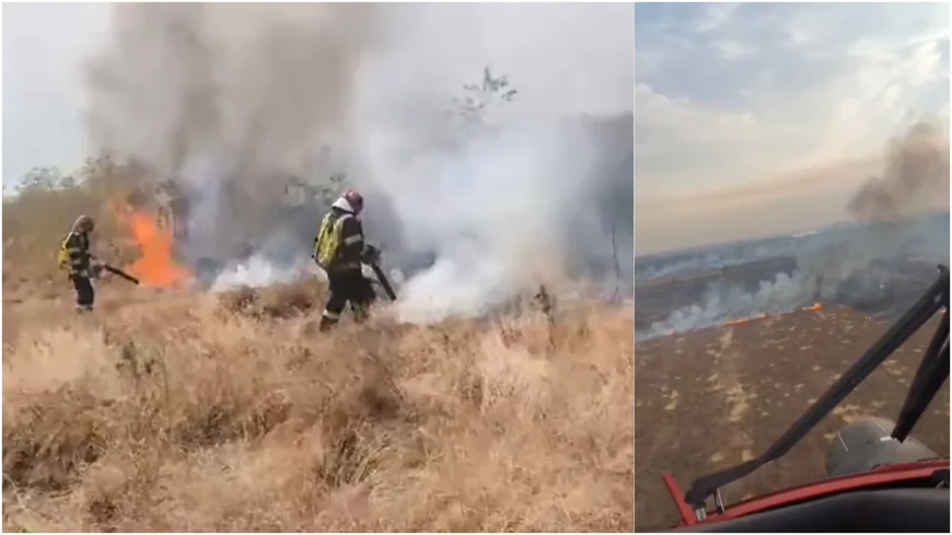 Incendii puternice de vegetație în România: 700 de hectare de teren ard doar în Tulcea. Intervin elicoptere Black Hawk