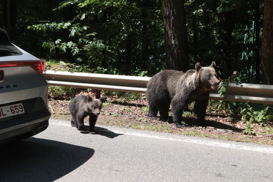 Ce se va întâmpla cu puii ursoaicei împușcate pe Transfăgărășan, după ce a ucis un turist. Decizia autorităților