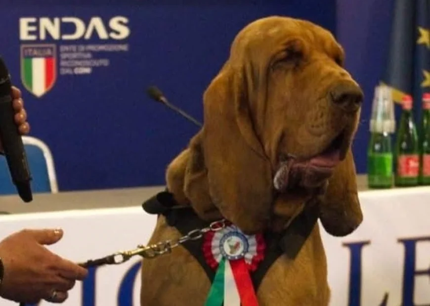 Indignare în Italia după uciderea lui Bruno, un câine-erou care a salvat 9 vieţi. Meloni: „Un act laş şi inacceptabil”