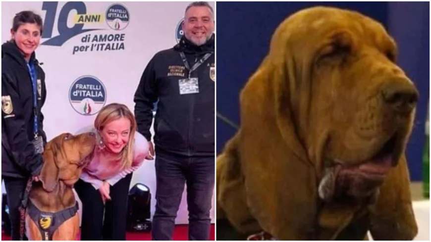 Bruno, un căţel erou din Italia care a salvat 9 vieţi, a fost ucis cu cârnaţi plini cu cuie. Meloni: "Josnic!"