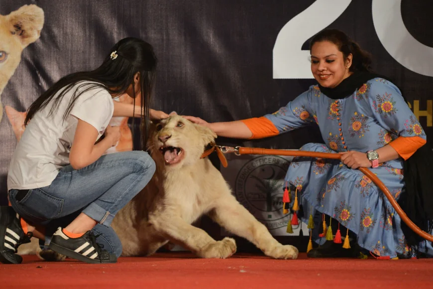 Țara importantă în care leii sunt ținuți ca animale de companie promite măsuri după un atac șocant