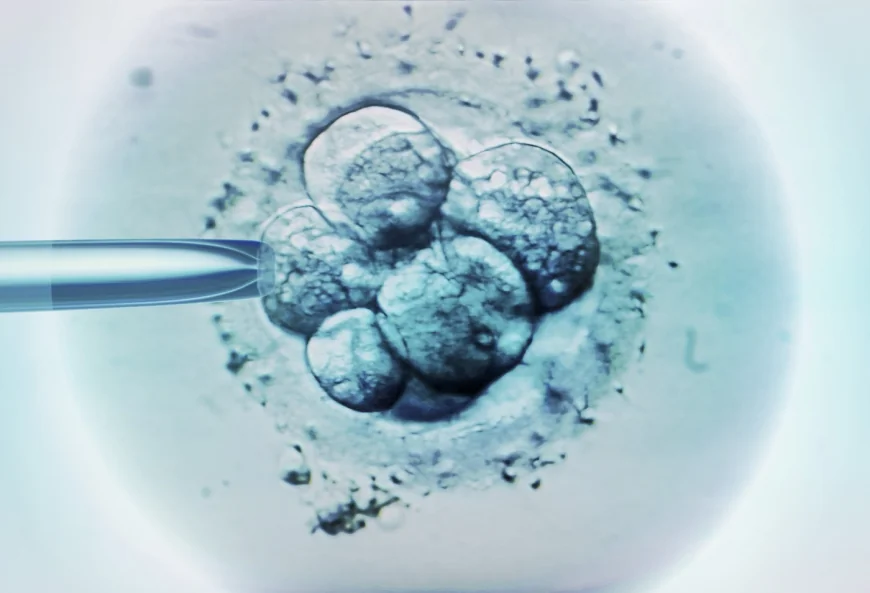 Ceasul biologic al bărbaților, legat de avorturile spontane în cazul fertilizării in vitro