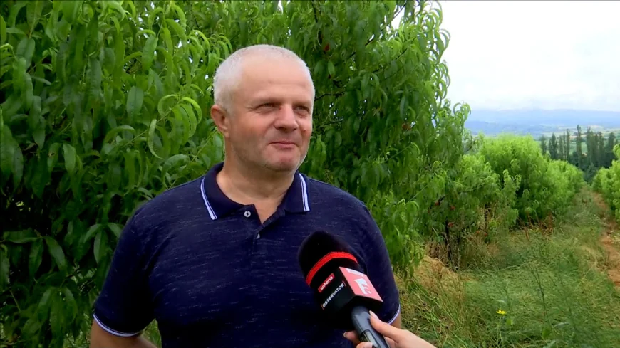 Caisele şi piersicile, la control. Testul pesticidelor arată dacă fructele sunt cu adevărat "româneşti"