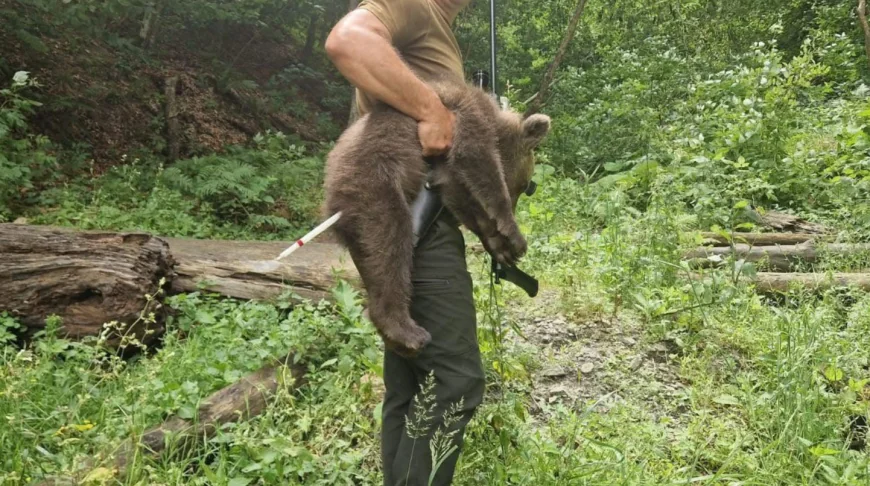 Unul dintre puii ursoaicei ucise pe Transfăgărășan, preluat slăbit și speriat. ONG-ul Agent Green acuză autoritățile de neglijență