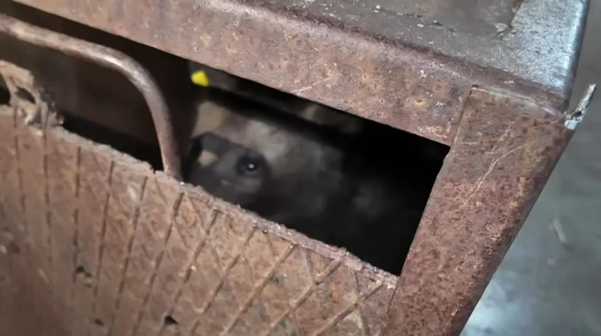 VIDEO Primele imagini cu unul dintre puii ursoaicei ucise pe Transfăgărășan, după ce a ajuns la sanctuar. Care este starea animalului